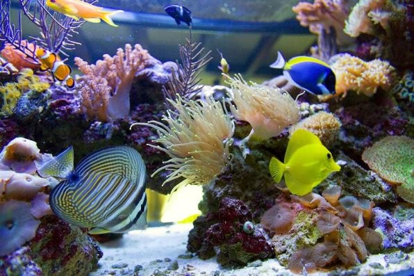 аквариум с морскими рыбками