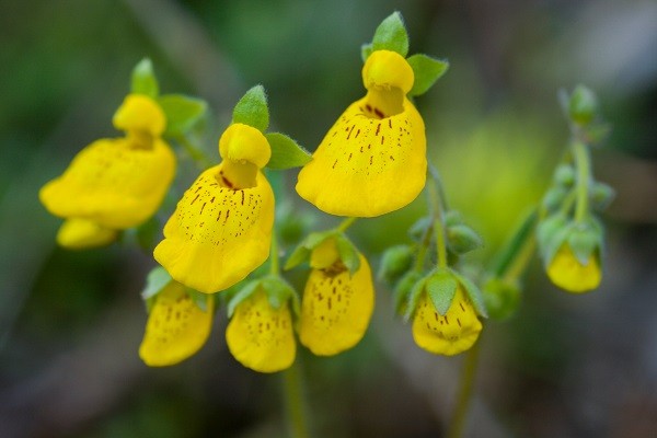 C. crenatiflora