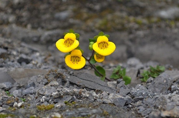 Calceolaria tenella