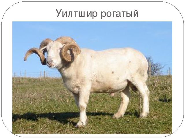 Овцы уилтриш рогатый