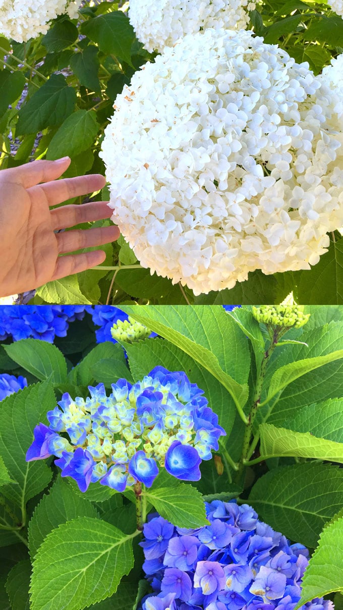 beautiful white and blue Hydrangea flowers in garden: Hydrangea macrophylla, and  Hydrangea arborescens