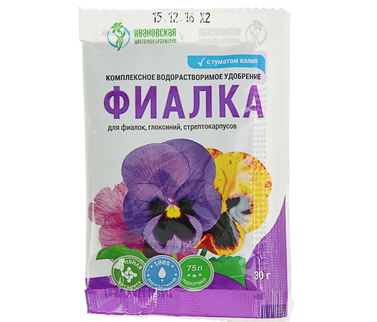 Уход за сказочной глоксинией в домашних условиях