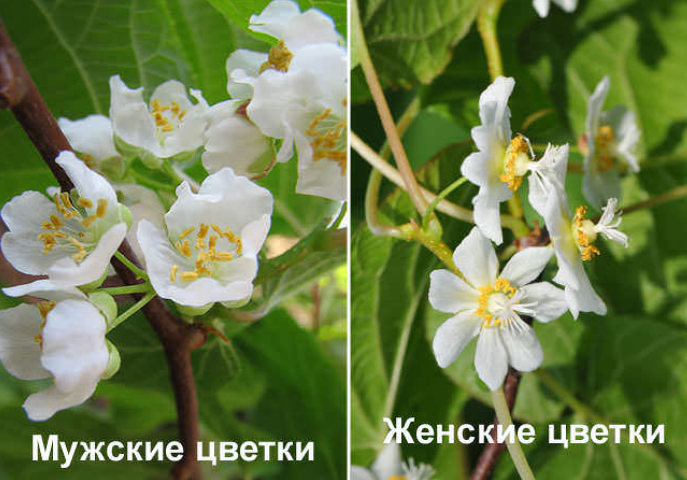 Актинидия