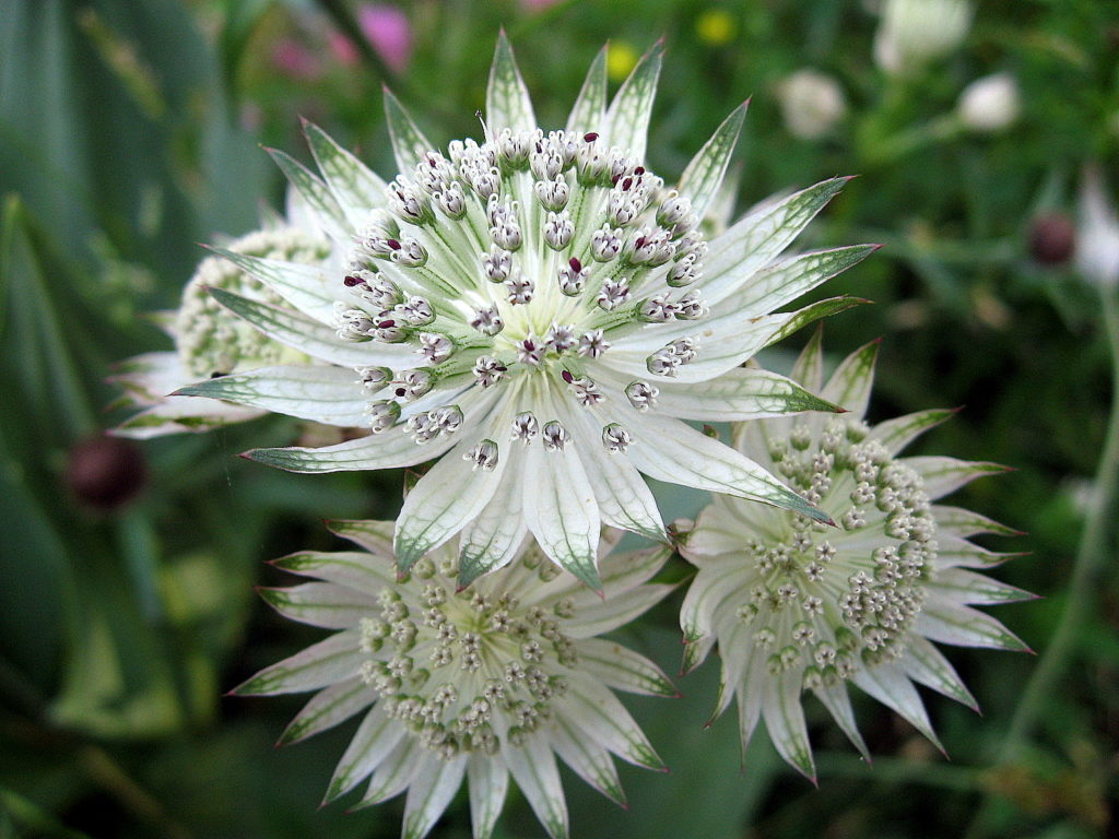 Astrantia major