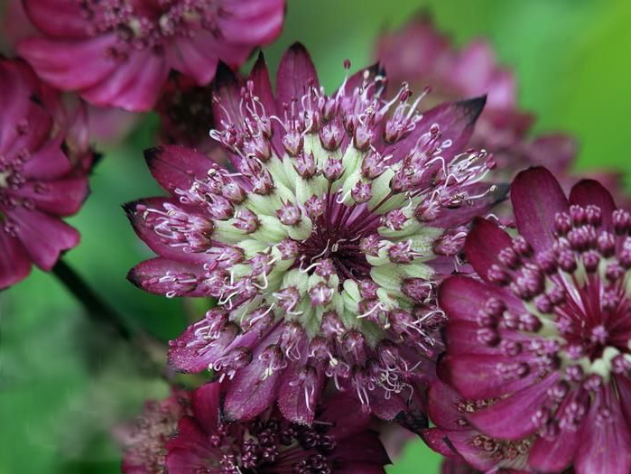 Astrantia carniolica