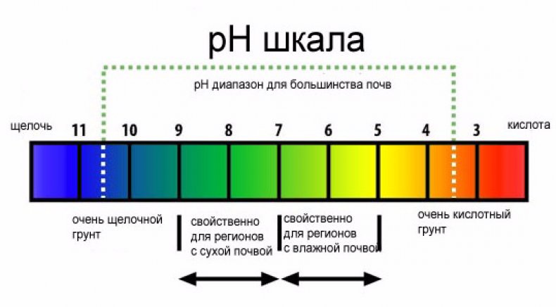 Кислотность почвы Кислотность почвы
