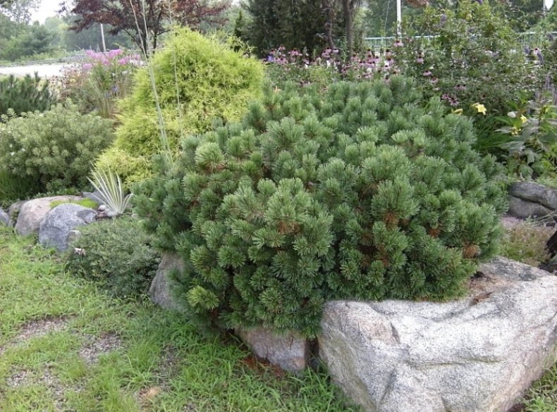 Сосна горная Лаурин