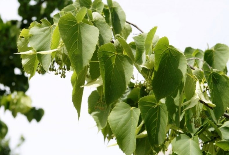 Липа кавказская (Tilia caucasica)