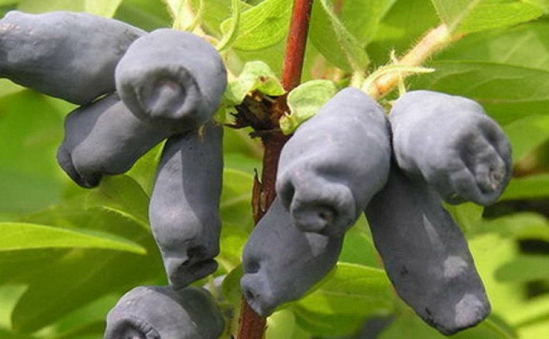 Куминовка Куминовка