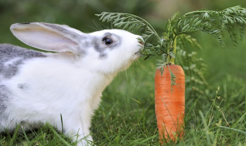 Морковь в рационе кроликов