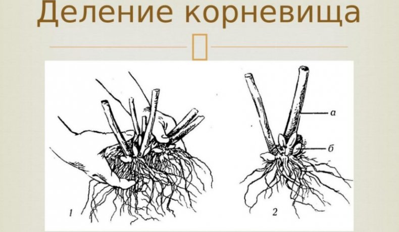 Деление корневищ