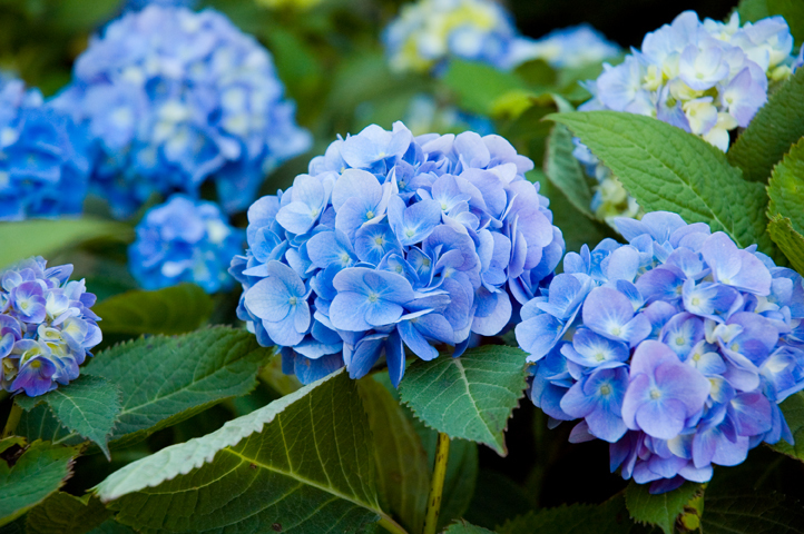 hydrangea-endless-summer.jpg