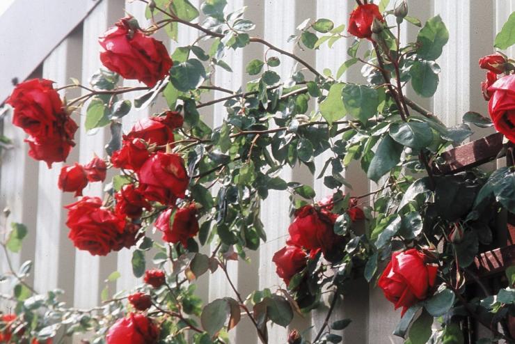 как укрыть плетистую розу на зиму