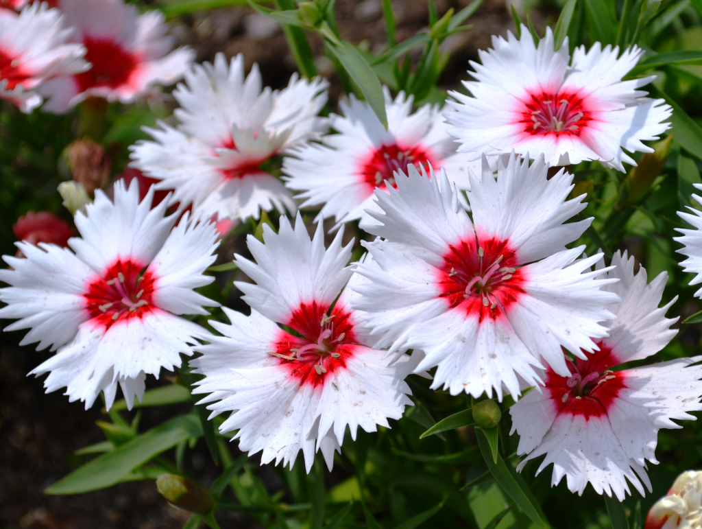 flowering of white carnations in the garden outdoor