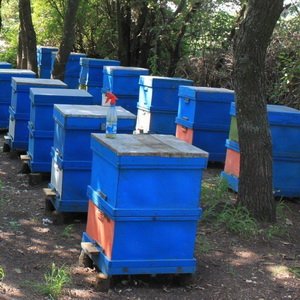 Современное пчеловодство: двухкорпусной тип конструкций ульев для пчел 
