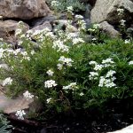 Почвопокровные растения-многолетники для каменистого сада: фото и названия фото