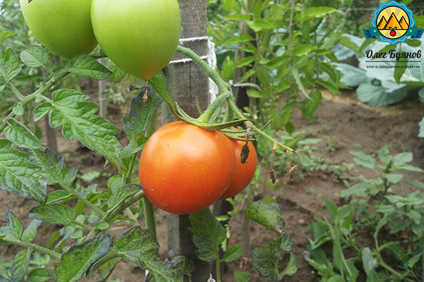 красный плод томата