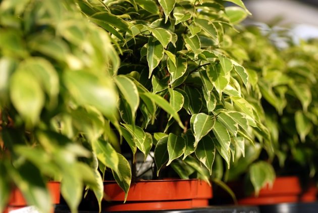 Фикус Бенджамина (Ficus benjamina) Фикус Бенджамина (Ficus benjamina)
