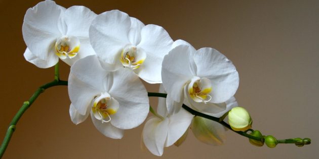 Как ухаживать за орхидеями Фаленопсис