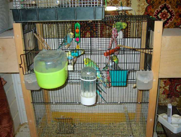 как ухаживать за волнистым попугаем в домашних условиях