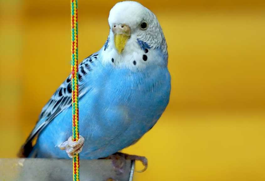 волнистый попугай уход и содержание в домашних условиях