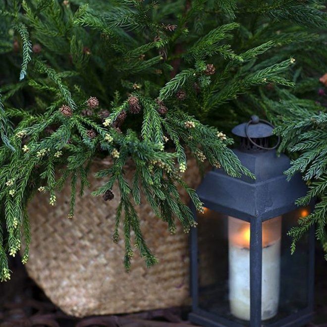 Криптомерия японская, Японский кедр, Cryptomeria japonica