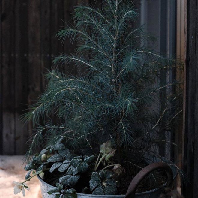 Гималайский кедр, Cedrus deodara, Деодар