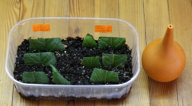Выращивание стрептокарпуста из листка – достаточно простой и результативный способ