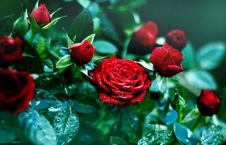 Прародителем любых кустовых роз является обычный окультуренный шиповник