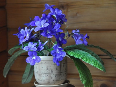 Стрептокарпус – это обильноцветущее комнатное растение