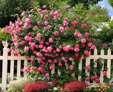 Кустовые розы идеально подходят для выращивания начинающими или не слишком опытными цветоводами
