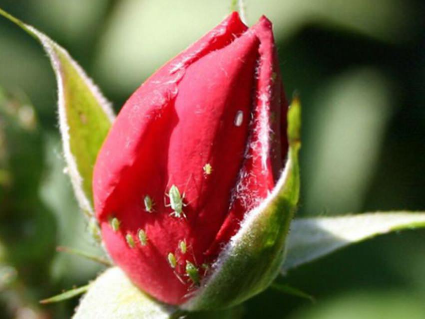 К наиболее распространённым вредителям, повреждающим кустовые розы, можно отнести зелёную розанную тлю