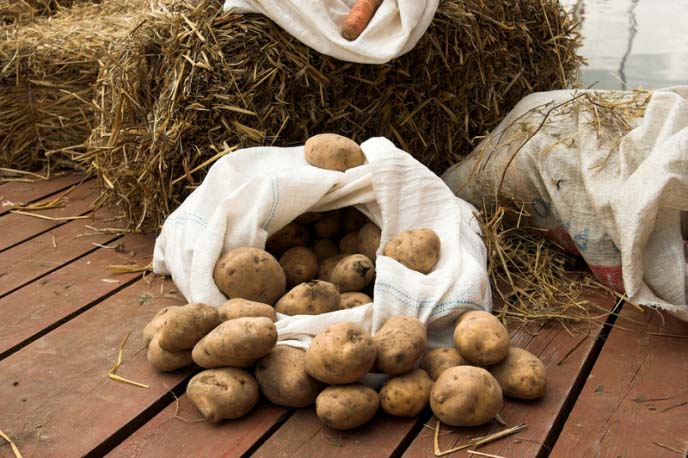 Если придерживаться технологии посадки и выращивания картофеля под сеном, то высокие урожаи не заставят себя ждать