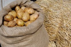 Выращивание картофеля под сеном в последние годы пользуется повышенным интересом