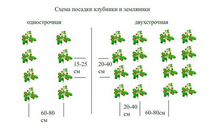 Основной способ посадки садовой земляники на максимально ровных и хорошо освещаемых солнцем участках представлен однострочной схемой