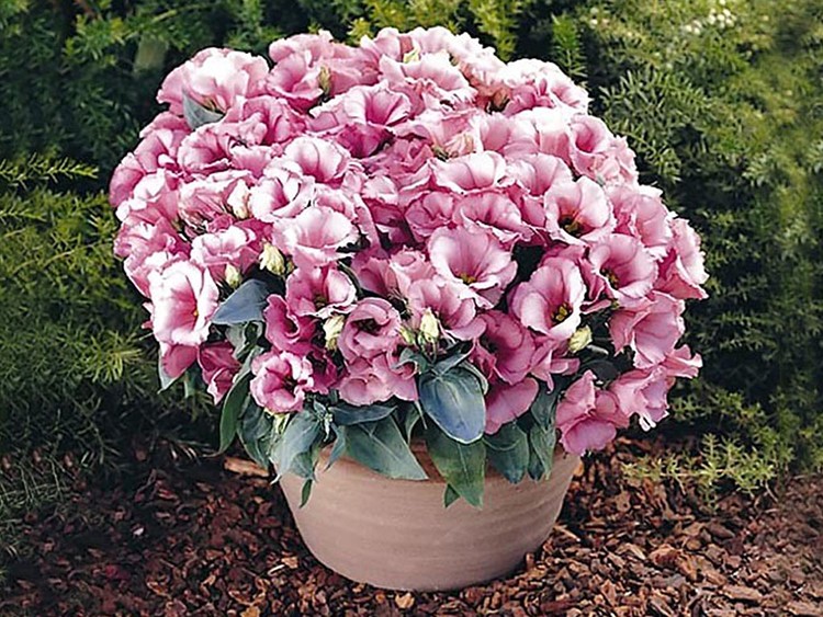 Разнообразие расцветок эустомы eustoma-foto-video-vidy-i-sorta-vyrashhivanie-uhod-v-sadu-i-doma-8