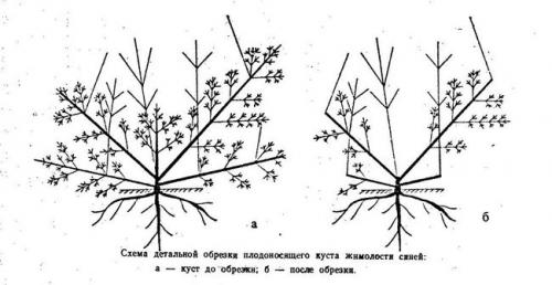 Как подготовить куст жимолости к зиме. Процедуры подготовки жимолости к зиме