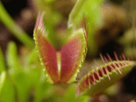 Dionaea muscipula closing trap animation.gif