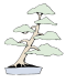 Bonsai geneigte Form.svg