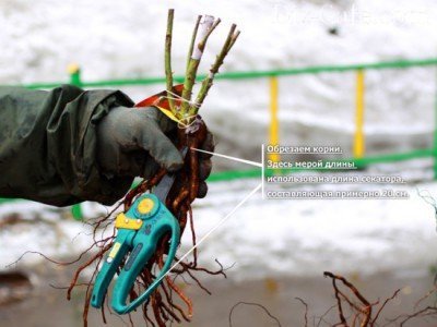 Обрезка саженцев роз Обрезка саженцев роз