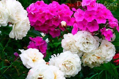 Розы и флоксы розы и флоксы