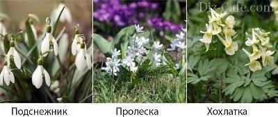 Первоцветы Первоцветы