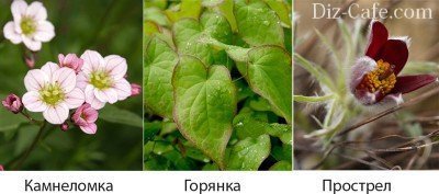 Весенние цветы Весенние цветы