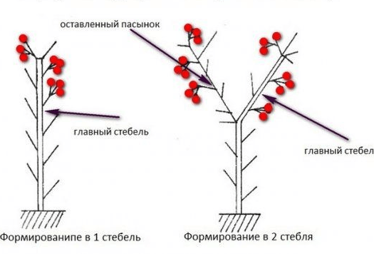 Схема формирования высокорослых сортов томатов