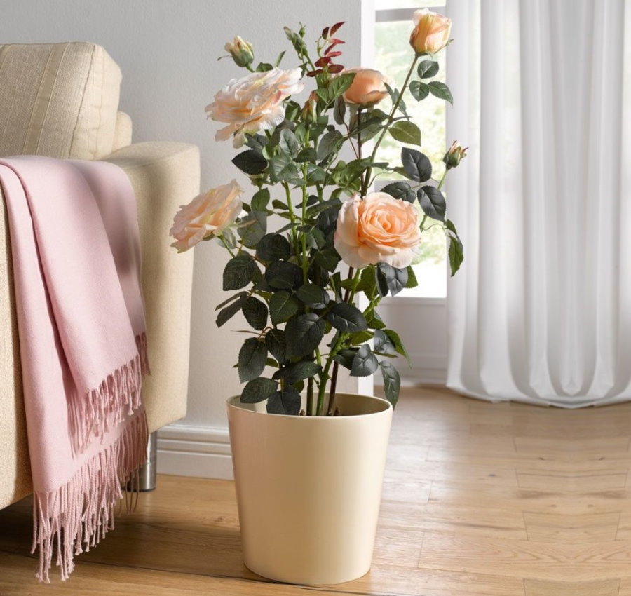 Цветущий куст розы в домашних условиях