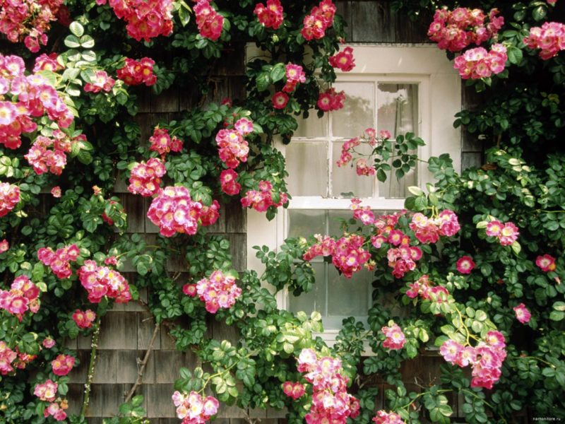 Дача: цветы над окном