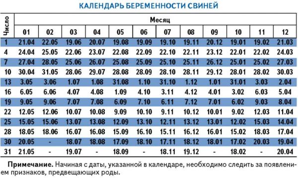 Календарь беременности свиней