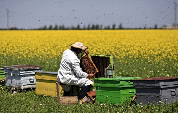 Пчеловодство для начинающих: с чего начать