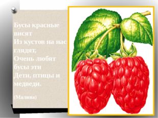   Бусы красные висят Из кустов на нас глядят, Очень любят бусы эти Дети, птиц