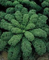 капуста kale набирает популярность среди других видов салатной зелени